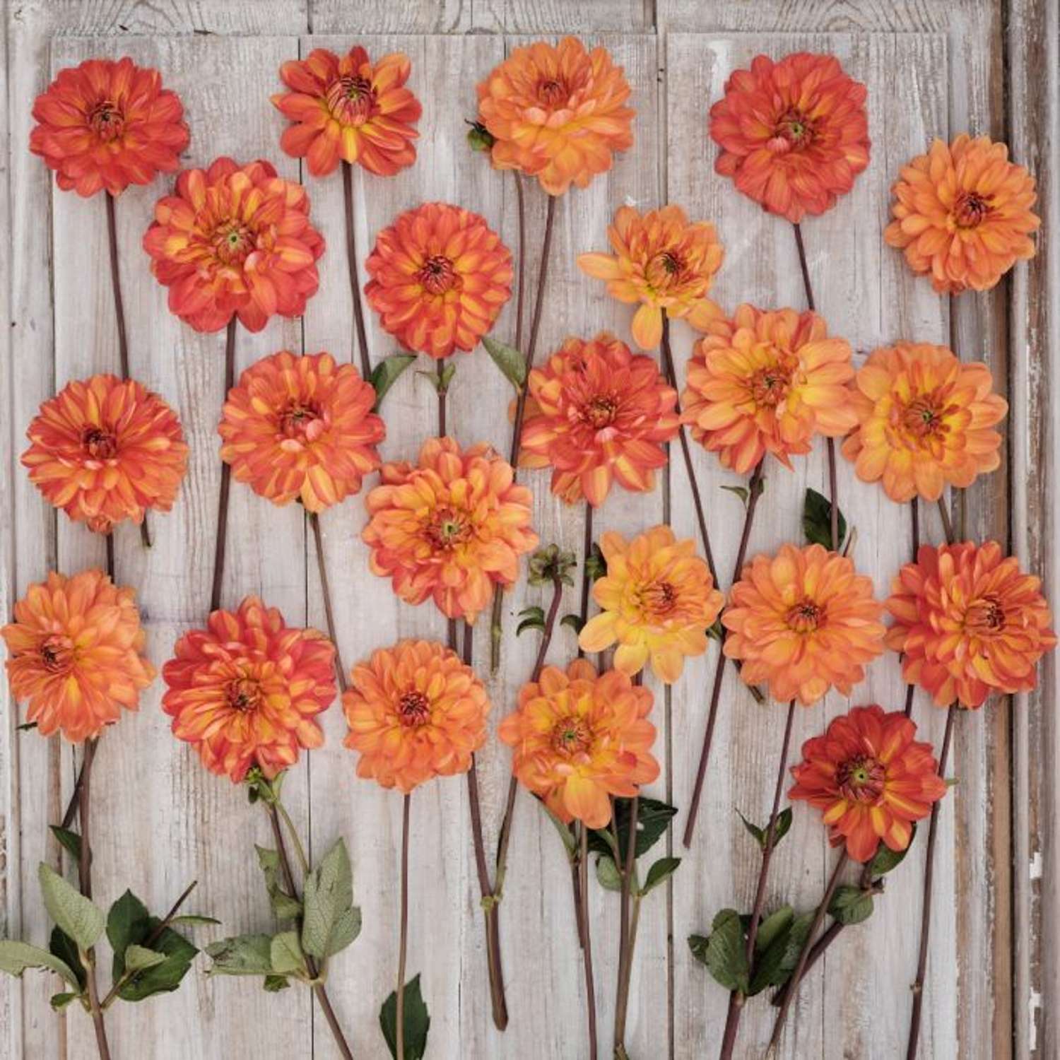 Dahlie ‘Graceland’